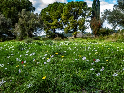 Flowers_Small_Hill_Yassur_Feb_25