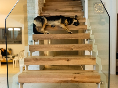 Nala-door_keeper_December24