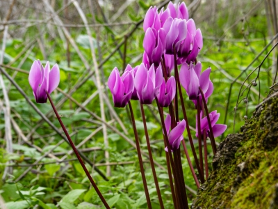 Cyclamen _persicum_Feb25
