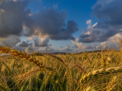 Wheat-field April26