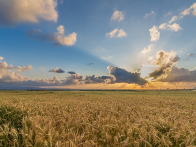 Wheat-field April26