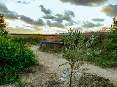 OliveTree072024