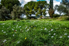 Flowers_Small_Hill_Yassur_Feb_25