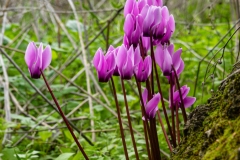 Cyclamen _persicum_Feb25